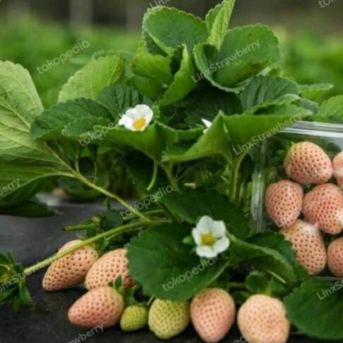 Bibit Strawberry Putih - Garansi Valid