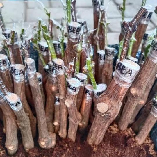 paket murah 6 bibit anggur import Cutting/Grafting-(3)