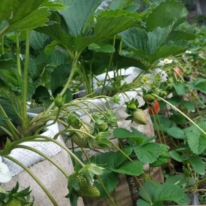 Bibit Strawberry JUMBO Sagahonoka