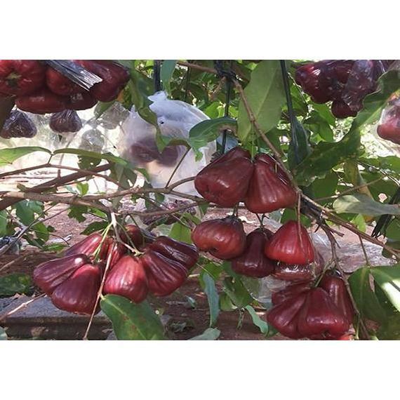 AF bibit jambu air king rose unggul | Tanaman buah jambu king rose