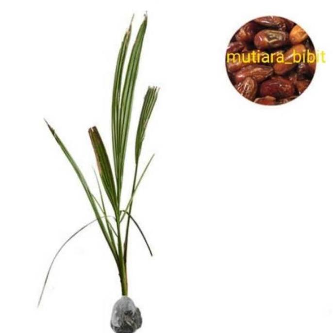 bibit kurma ajwa kultur jaringan