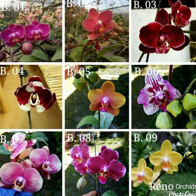 Bibit Botol Anggrek Bulan atau Phalaenopsis hybrid