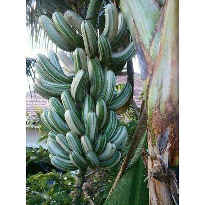 Bibit Buah Bibit Tanaman Buah Pisang Varigata Langka Dm kualitas premium
