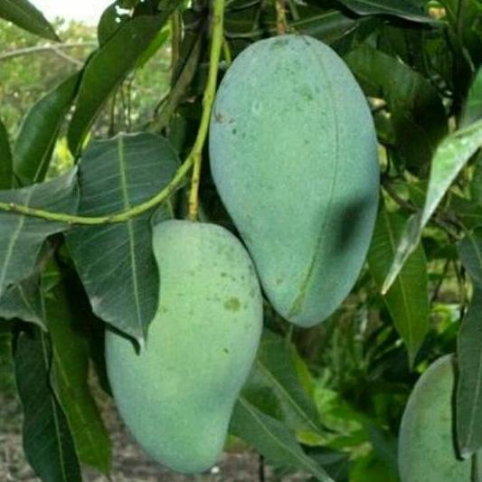 Bibit tanaman buah mangga harum manis madu kualitas premium