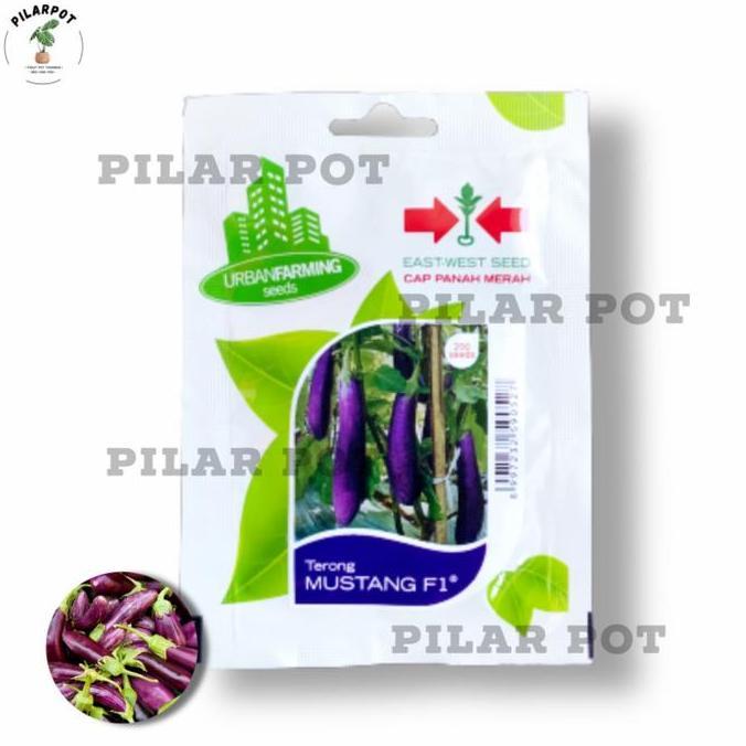 benih bibit terong ungu Mustang f1 cap panah merah - TERONG MUSTANG F1