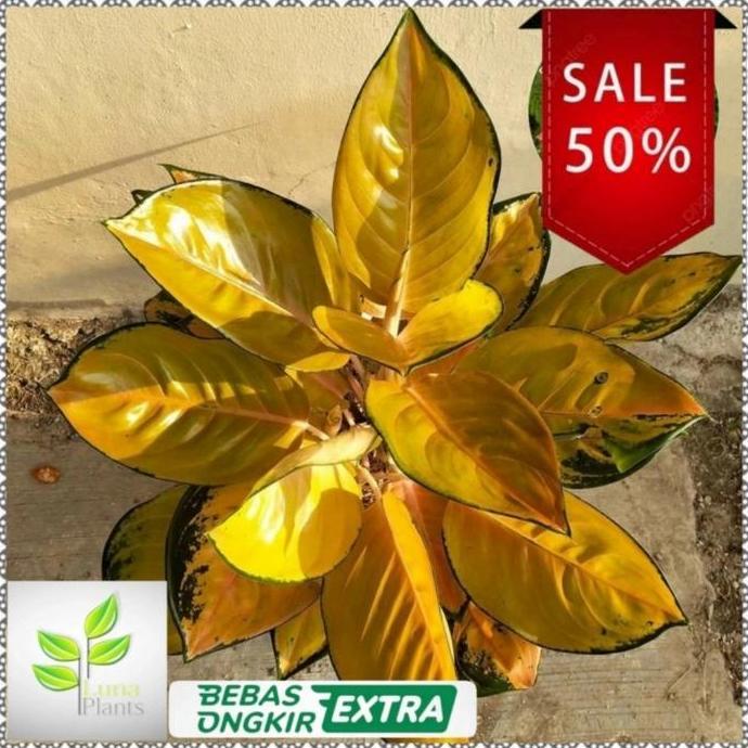 aglonema sultan brunei / tanaman hias aglonema sultan brunei bibit