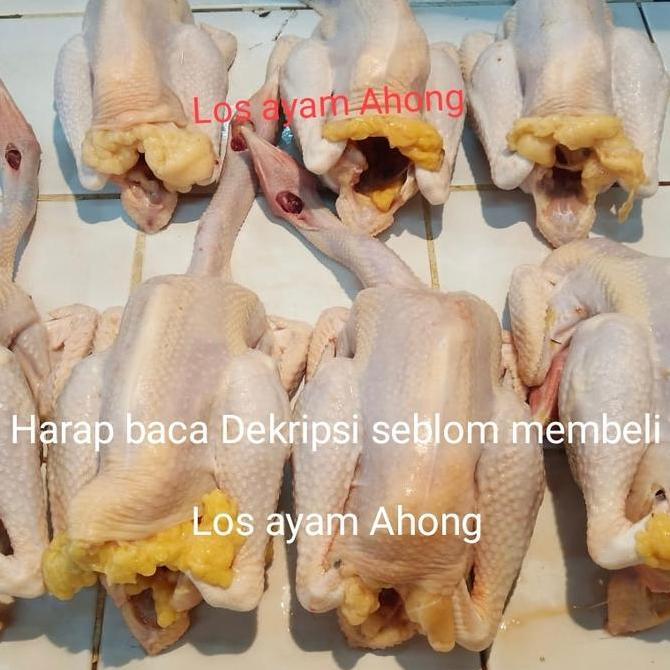 Ayam kampung Besar