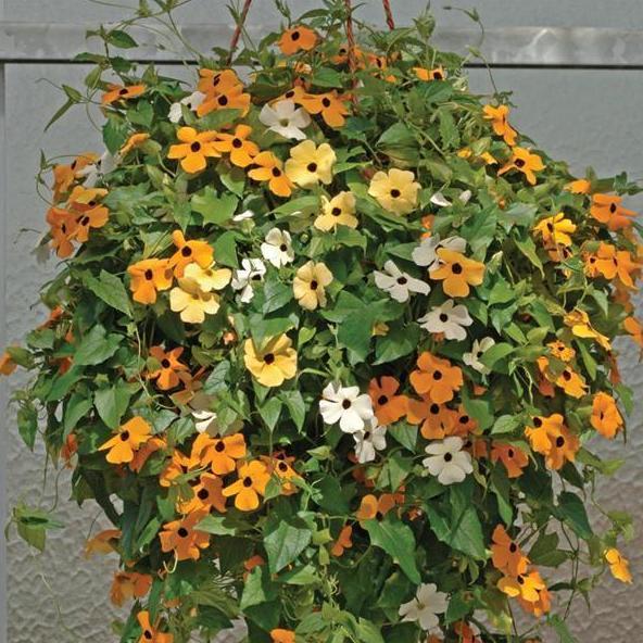 Benih Bibit Biji - Bunga Thunbergia Black Eyed Susan Alata Mix Flower Seeds - IMPORT