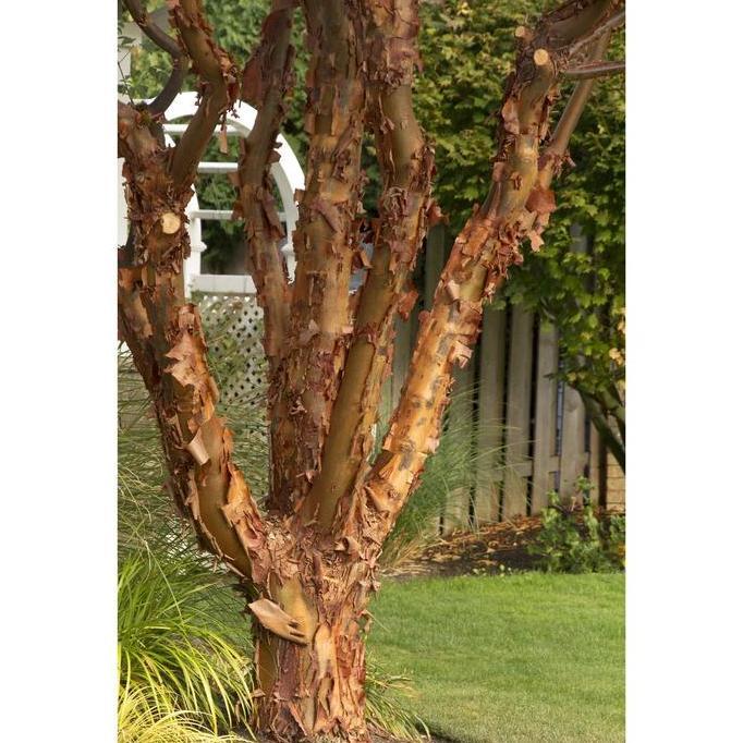 Benih Bibit Biji - Chinese Paperbark Maple Acer griseum Tree Pohon Eksotis Seeds - IMPORT