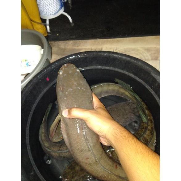 Terlaris Ikan gabus Jumbo