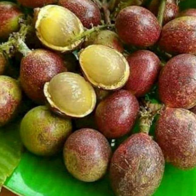 promo 5 bibit tanaman buah matoa merah / matoa hijau super genjah Terbaik