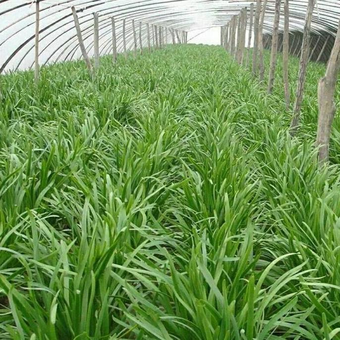 DIKARTELLA Kualitas Tinggi Benih Bawang Prei 3Pack / Tahan Dingin Yang Kuat / Pertumbuhan Cepat