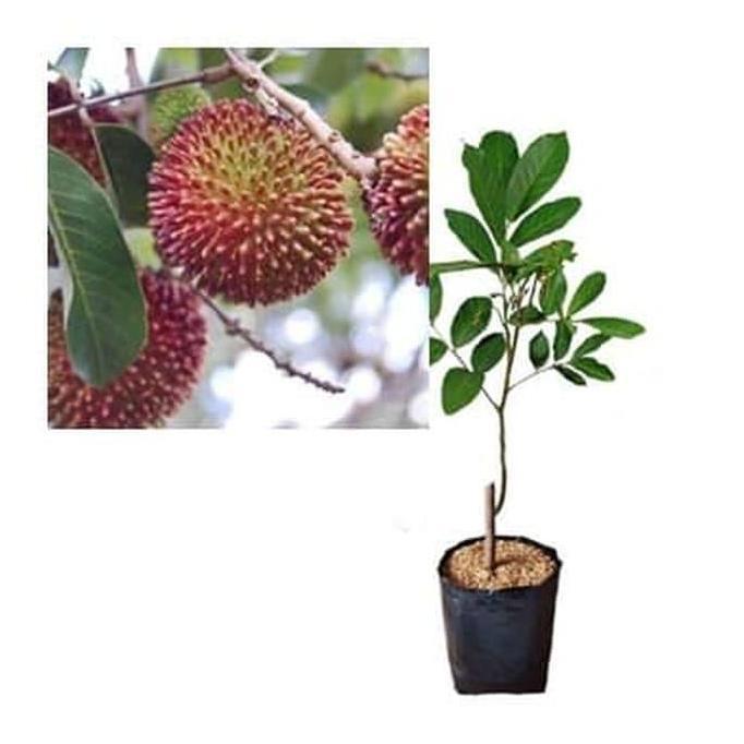 Bibit Rambutan Rapiah Pohon Rambutan Bibit Buah Rambutan Rapiah Terbaik