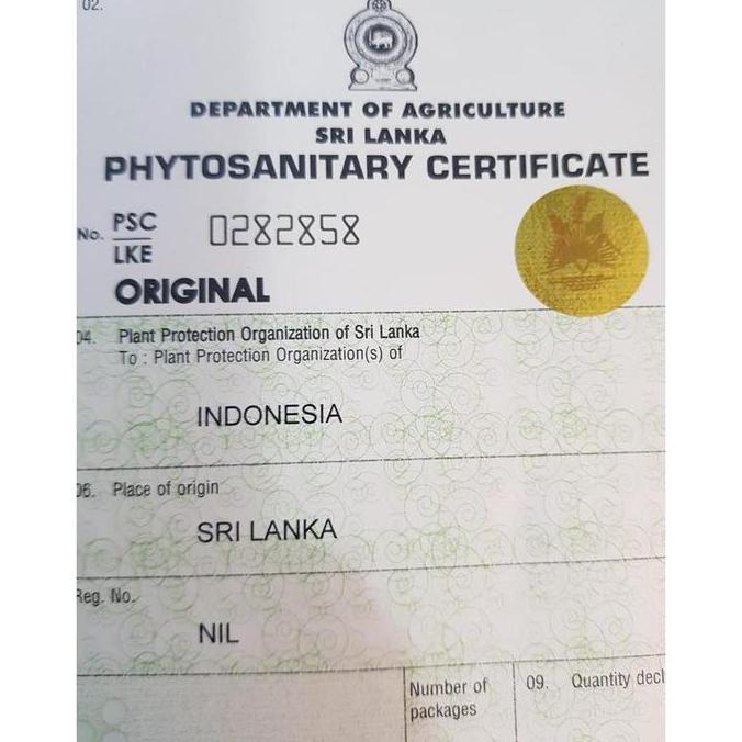 Kayu Manis Ceylon Cinnamon 50Gram/ /Kayu Manis Bersertifikat/Kayu HM