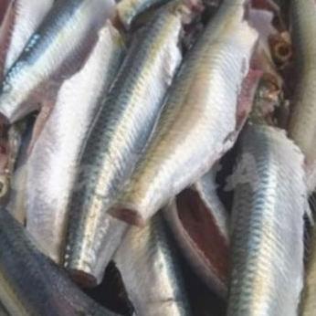 Ikan Sarden 1Kg / Ikan Sarden Segar / Seafood Segar / Sardines Fish / Ikan Laut / Ikan Basah / Ikan 