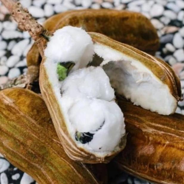 Bibit tanaman pohon buah salju cangkokan Terbaik