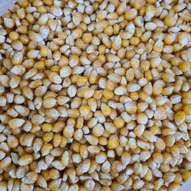 Jagung Popcorn 1kg