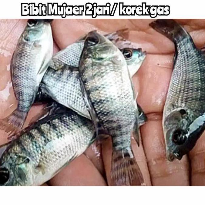 Bibit Nila hitam/ mujaer mujair korek gas