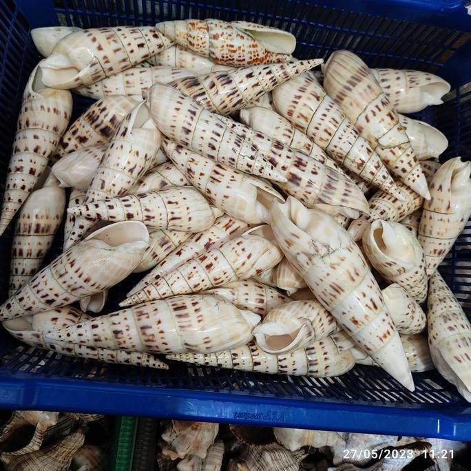 """] cangkang kerang lepet