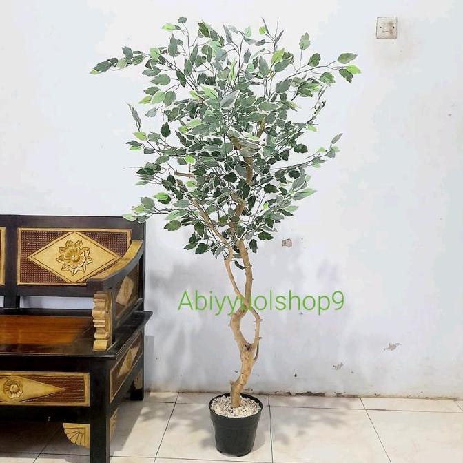 Pohon Beringin Varigata Artificial Aesthetic Natural Design LATEX dengan Tinggi 170cm dalam Pot Plas