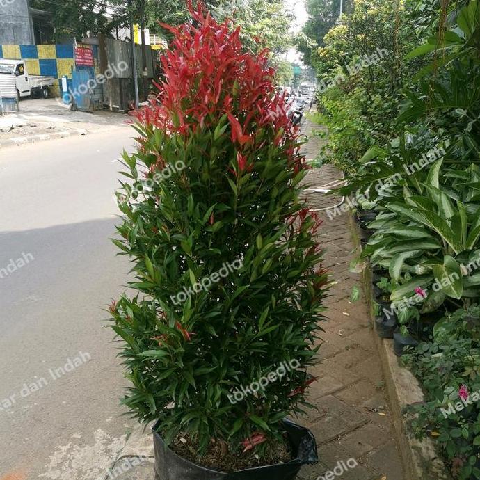 Willl- Tanaman Pucuk Merah Besar Sudah Rimbun Banget, Pucuk Merah