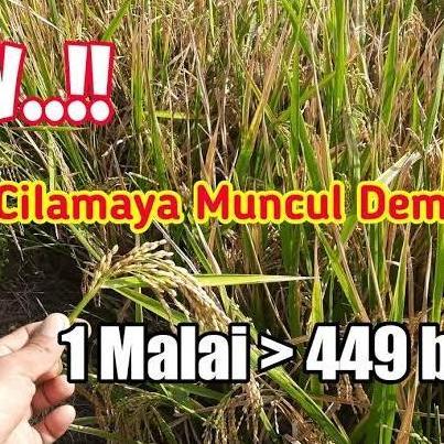 Benih Padi Unggiul Cilamaya Muncul 5 kg Anakan Banyak PAN
