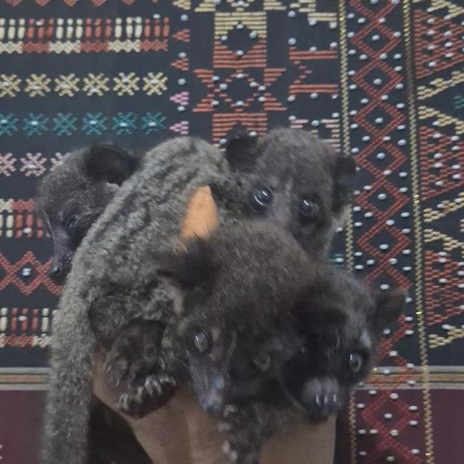Musang Akar Borneo Hasil Breed