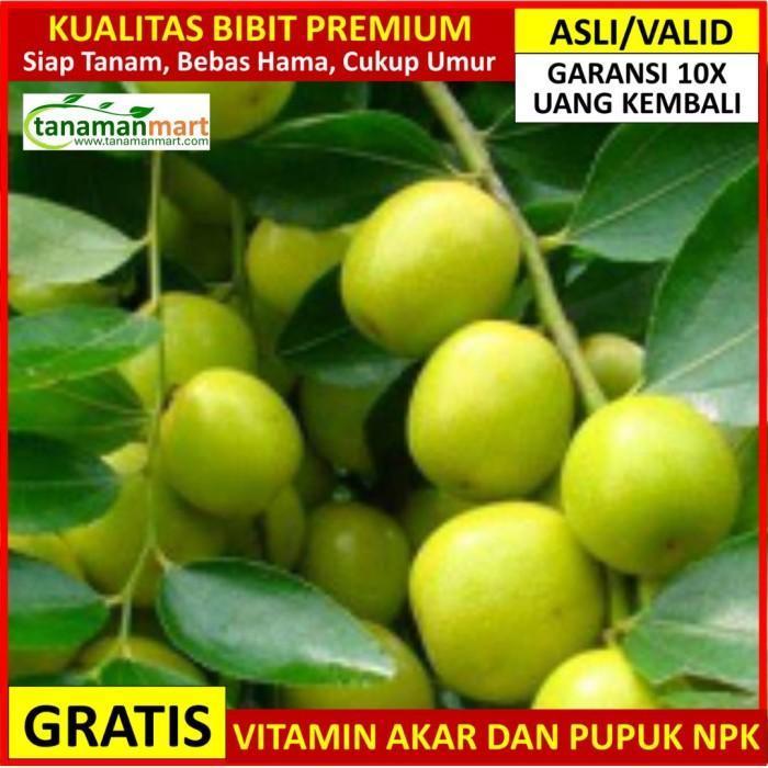 Bibit Bidara Asli Bergaransi, Pohon Buah Bidara Arab Valid TOB1
