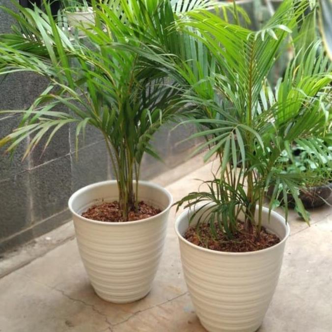 Okwemereza- Pot Tawon Pirus 30 Cm/Pot Tawon Putih/ Pot Plastik