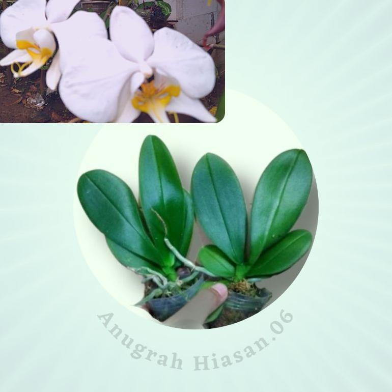 Bibit Anggrek Bulan,Ank Anggrek Bulan Amabilis Bunga Putih