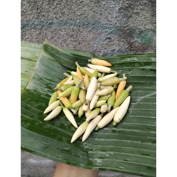 Bunga Kantil Segar Isi 15 Bunga