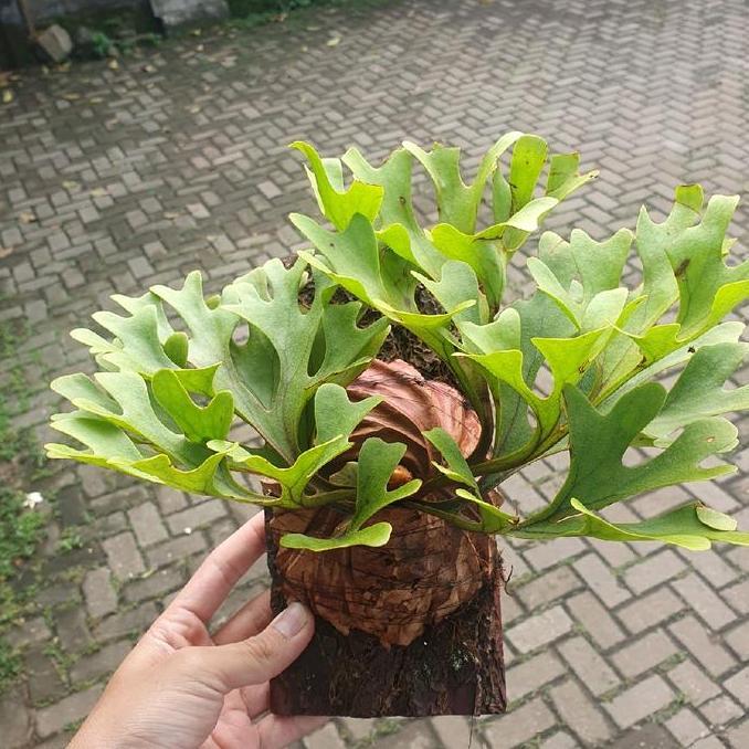 HARGA TERBAIK - Platycerium Simbar Menjangan Tanduk Rusa Kalimantan