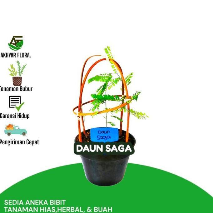 Daun Saga Bibit Saga Tanaman Saga