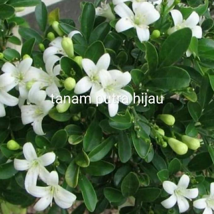 Tanaman Kemuning Jepang