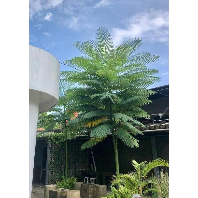 Biji Solobium /Pakis Brazil Beli 10 free 1 biji