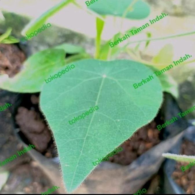 Bibit Tanaman Cincau Bulu Hijau - Pohon Daun Cincau Bulu Rambat