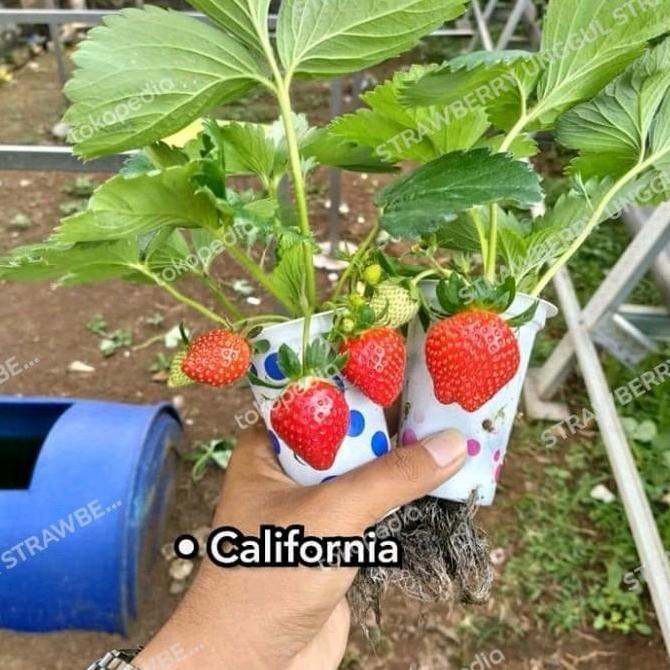 bibit strawberry california jumbo manis