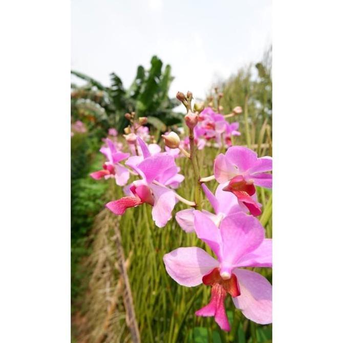 Anggrek Vanda Douglas Dewasa