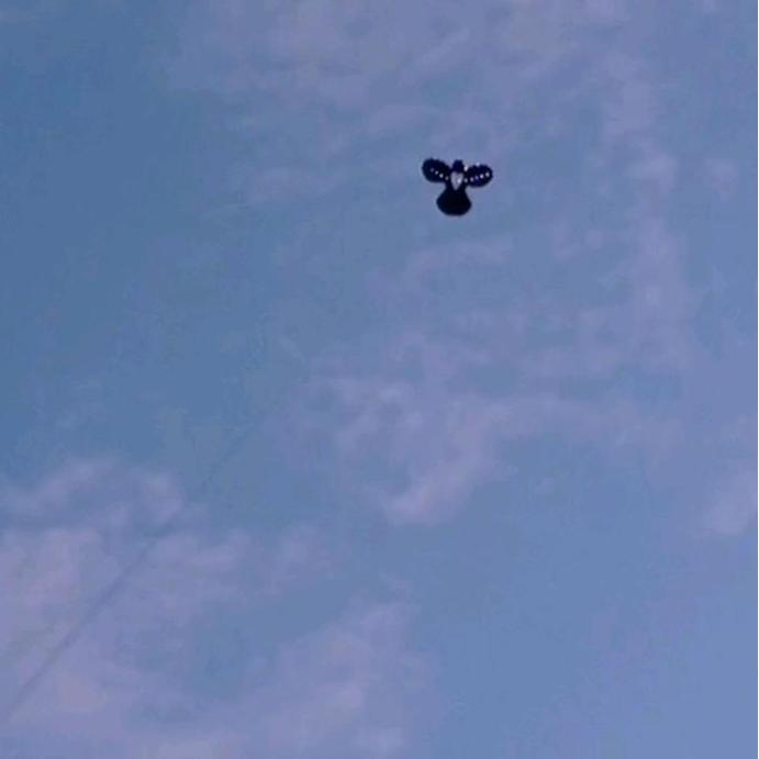 LAYANGAN BURUNG SAMPUL PLASTIK, SUDAH TALI KAMA