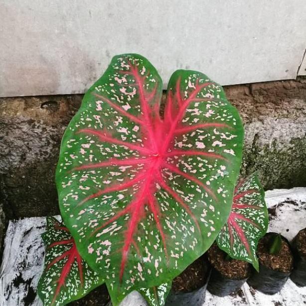 Umbi keladi hias caladium