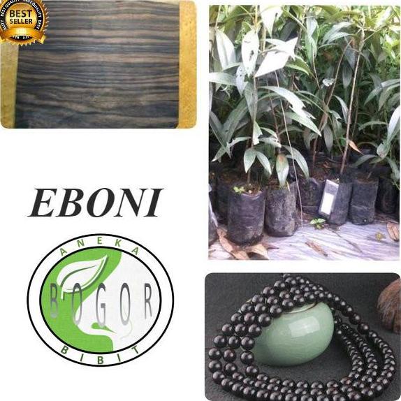 BIBIT TANAMAN POHON KAYU HITAM EBONI