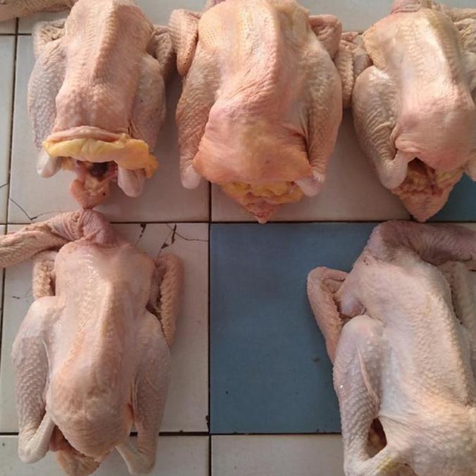 Beff- Ayam Merah / Ayam Tua / Ayam Soto Opor / Ayam Afkir