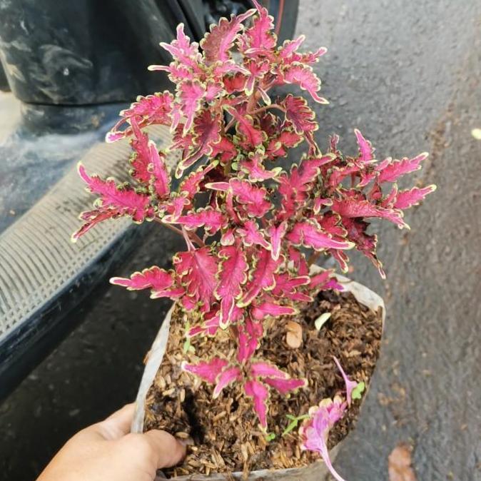 bibit tanaman miyana/ pohon miyana