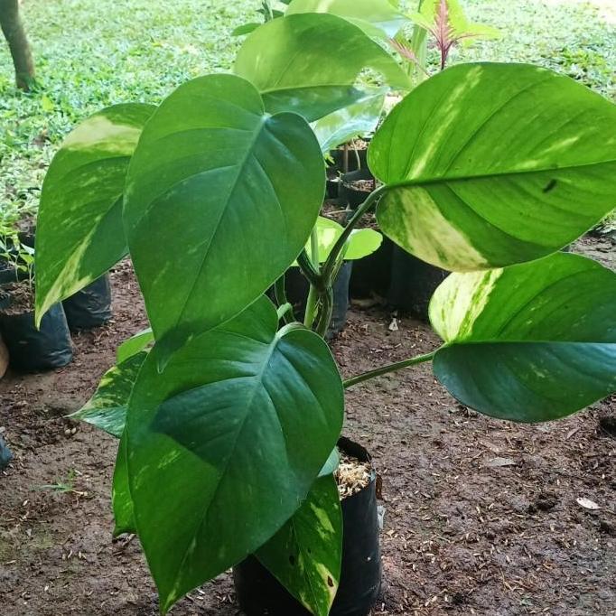 Tanaman Sirih Gading Daun Besar - Sirih Gading Jumbo