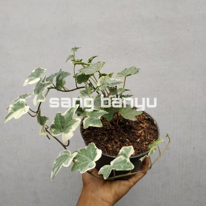 Bibit tanaman hias english Ivy hedera helix varigata