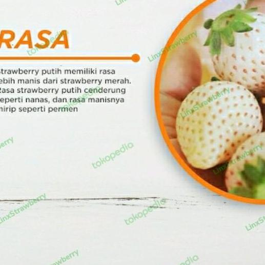 Bibit Strawberry Putih - Garansi Valid