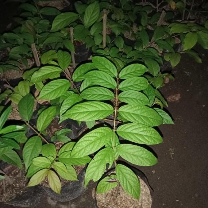 tanaman merambat melati Belanda bunga tumpuk