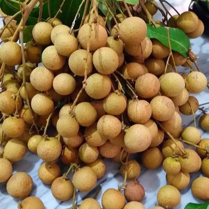 bibit kelengkeng itoh super