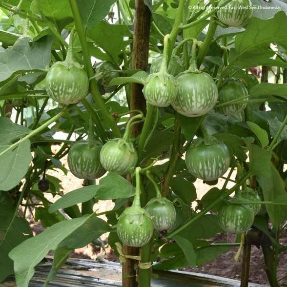 Benih Terong Lalap PROVITA F1 1100 Biji - Bibit Cap Panah Merah