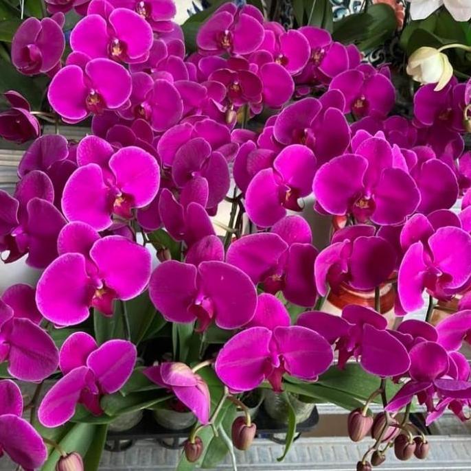 tanaman anggrek dendrobium pink - anggrek bulan bunga pink